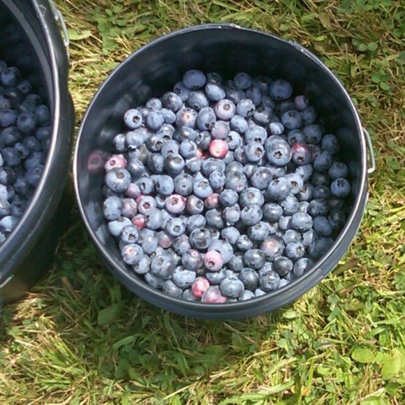 True story...sort of! Meet your Posher, Elena - Picture 5 of 6